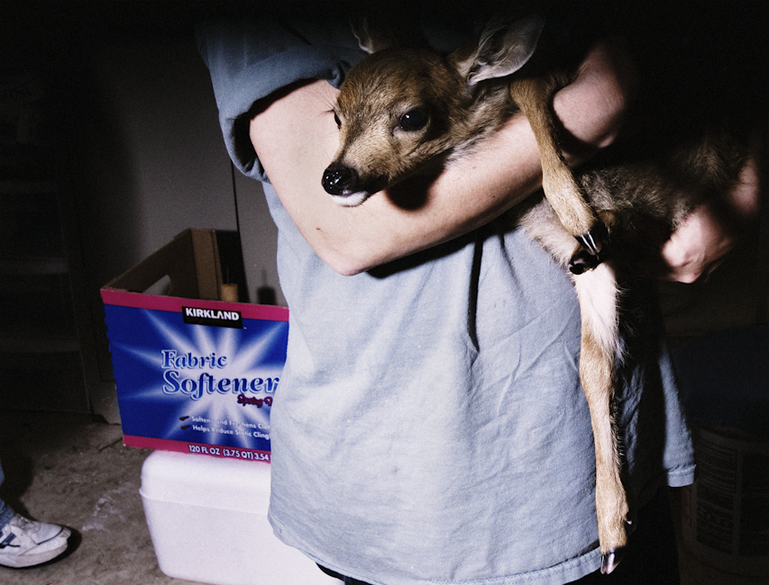 Fawn Rescue, 2007