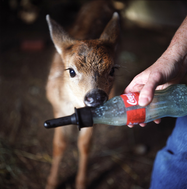 Fawn with Bottle, 2008