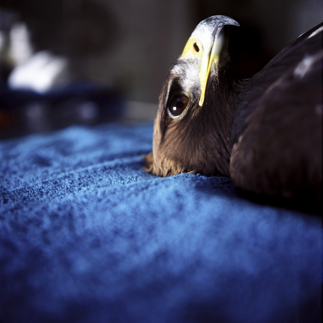 Golden Eagle in the Medroom