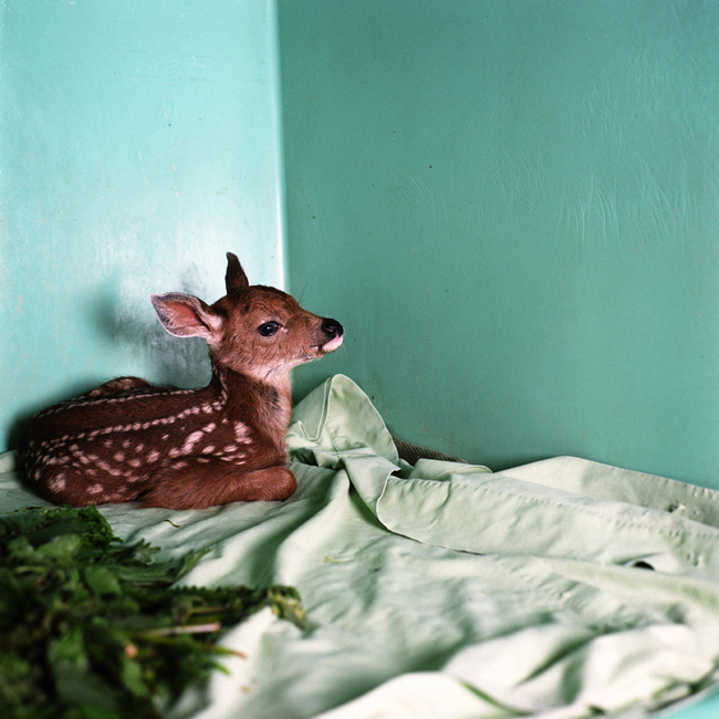 Fawn#4, 2008