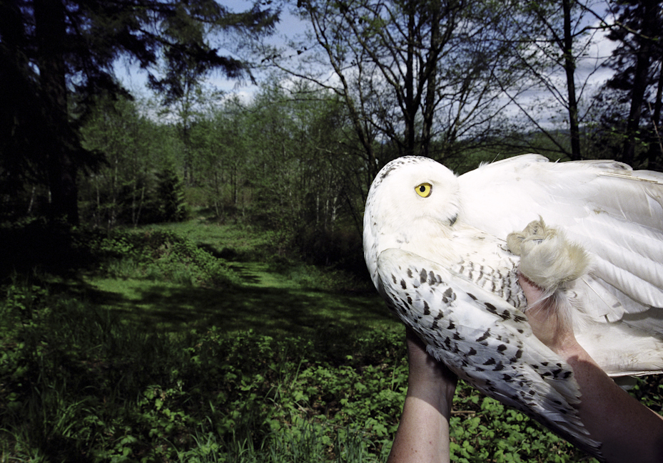 Snowy Owl #2, 2006
