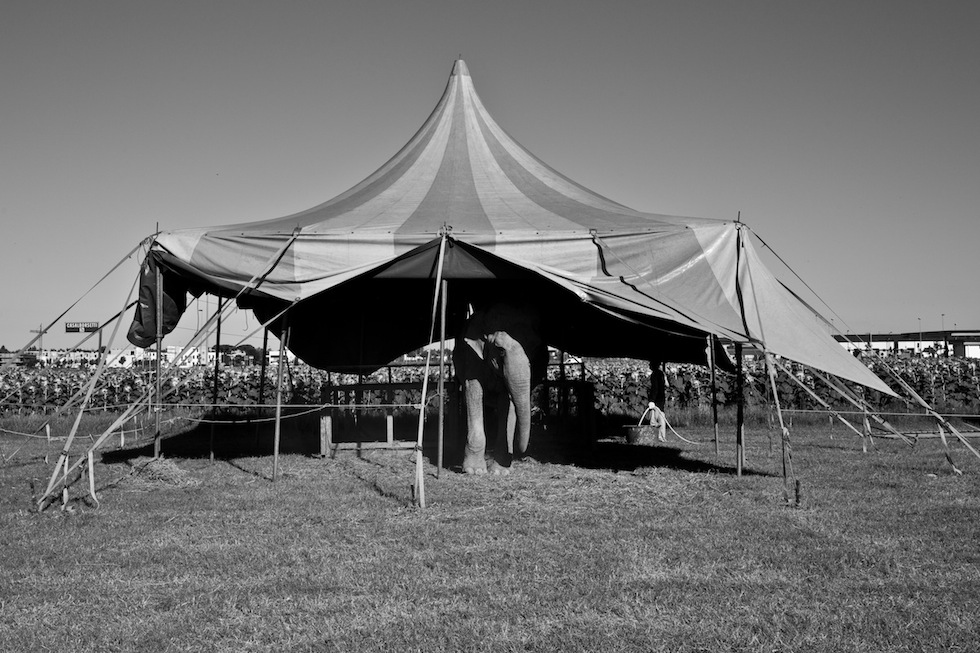 Più immagini che elefanti